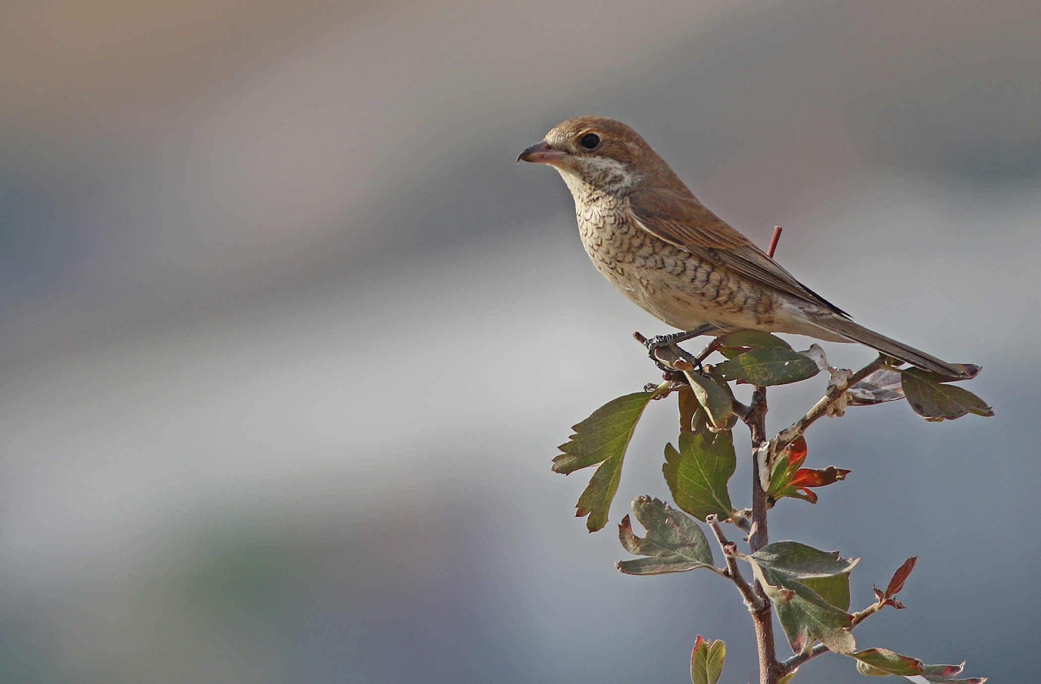 Red-backed Shrike